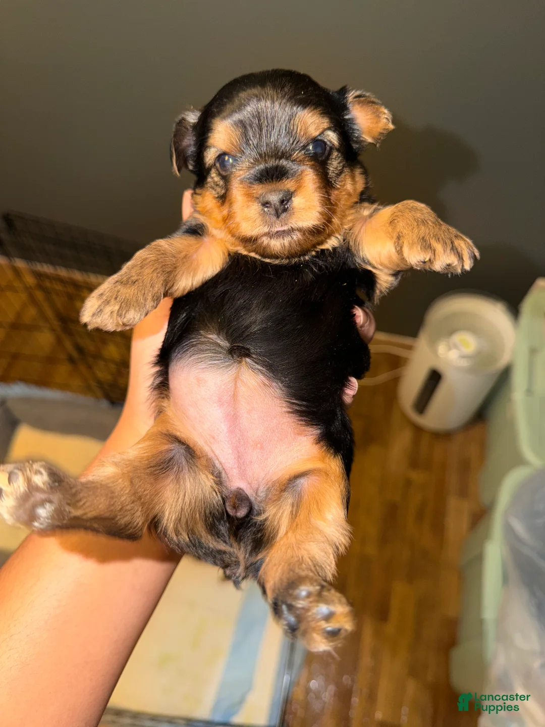 Yorkshire Terrier dogs for sale: Yorkshire Terrier Puppy 1 - Ad 1