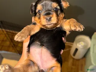 Yorkshire Terrier dogs for sale: Yorkshire Terrier Puppy 1 - Ad 3