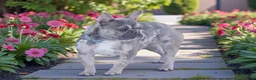 French Bulldog dogs for sale: Sweetheart - Ad 3