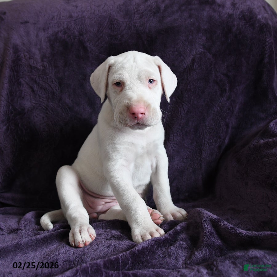 Great Dane dogs Luna - Ad 1