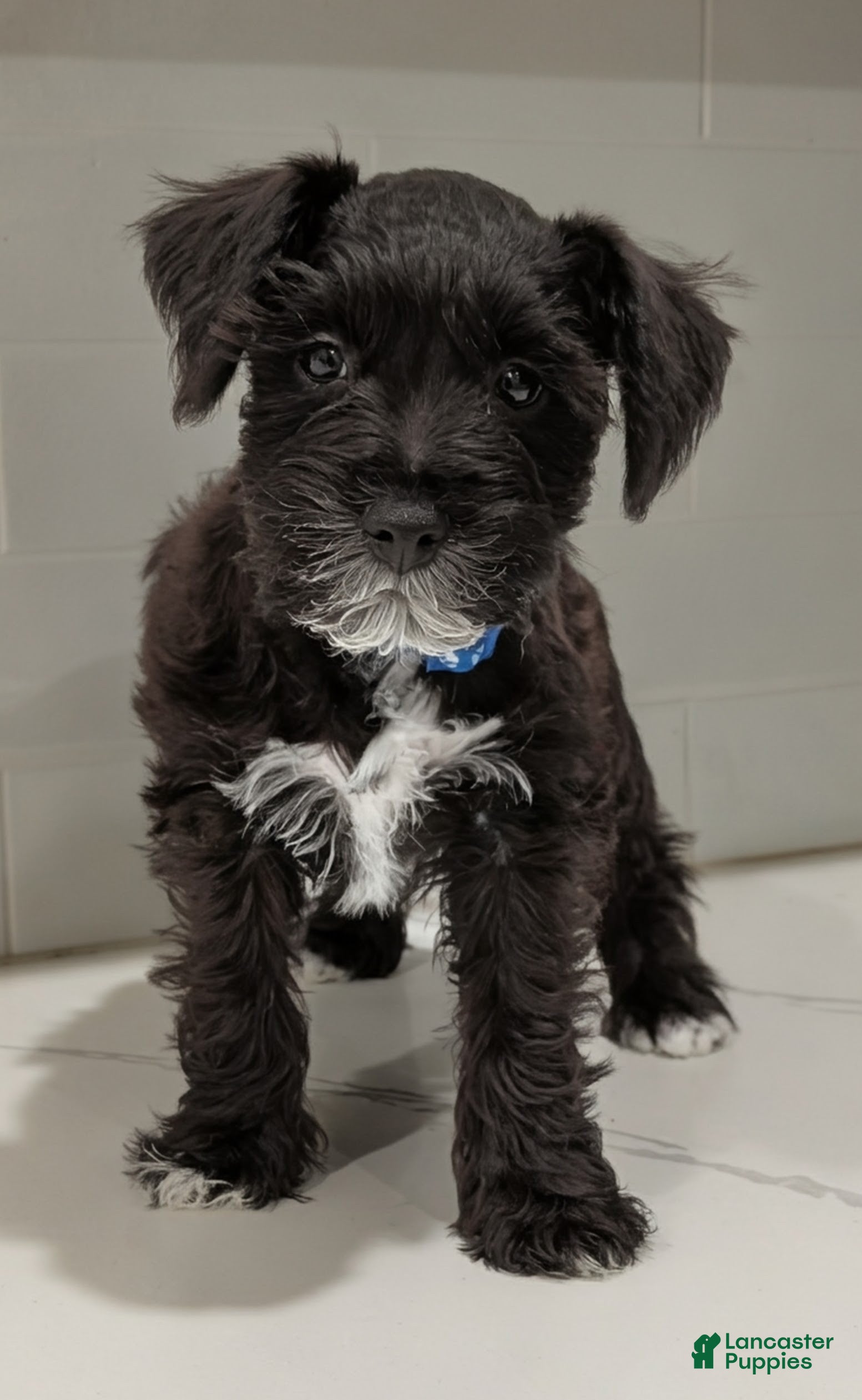 Miniature Schnauzer dogs Panda - M - Ad 1