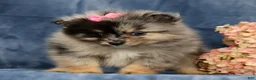 Pomeranian dogs for sale: Lilly - Ad 7