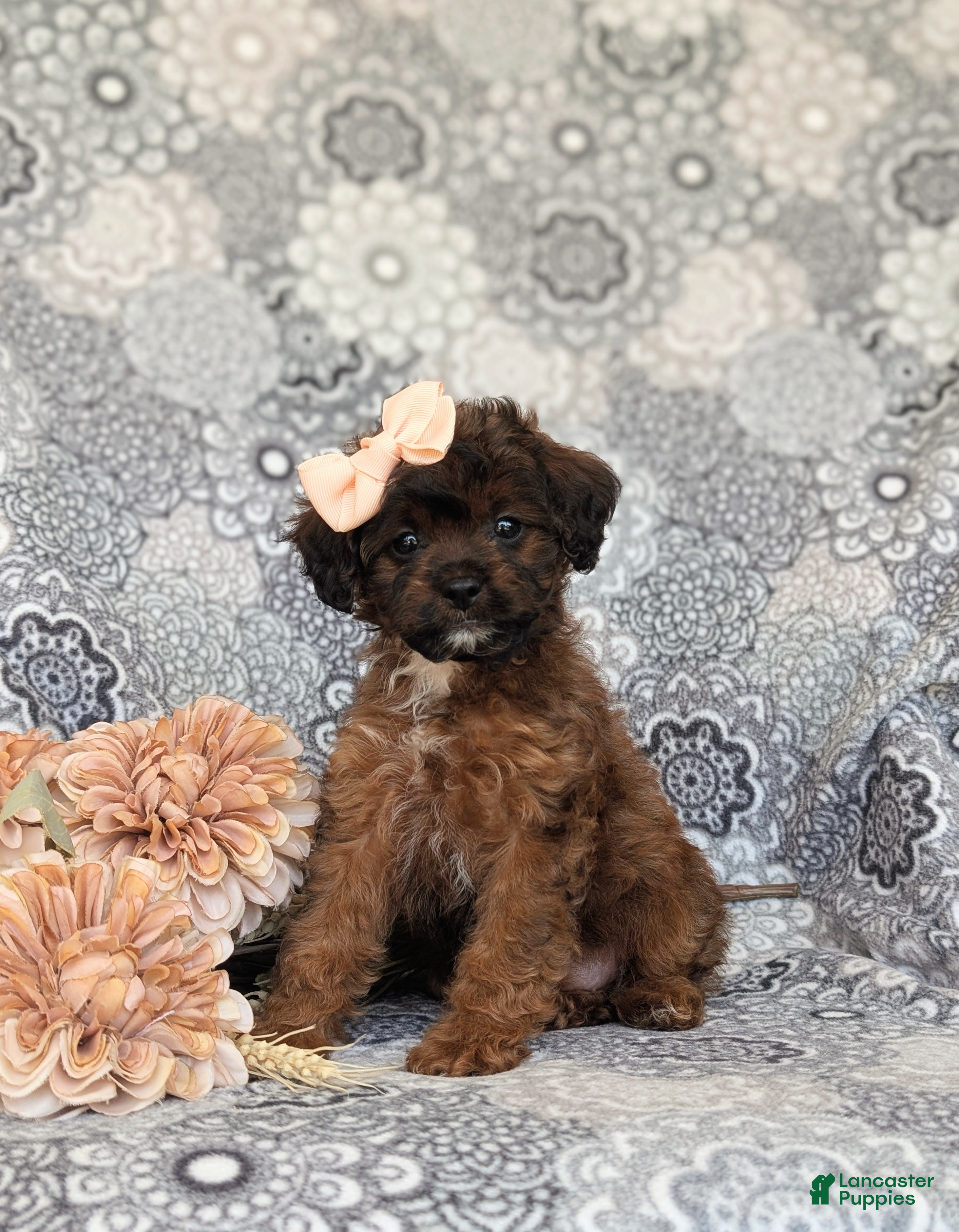 Shihpoo dogs Addisen - Ad 2