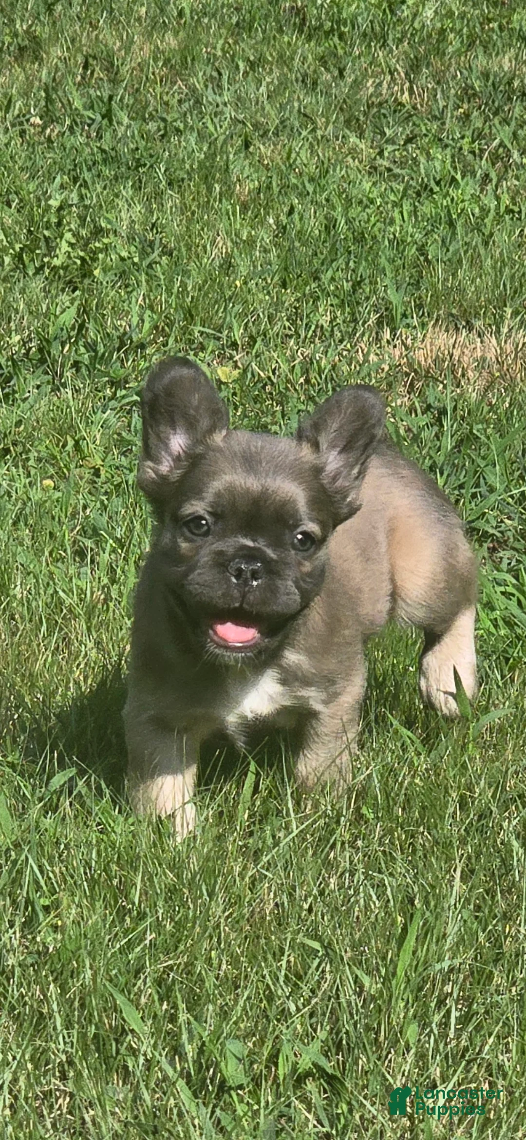 French Bulldog dogs for sale: Biggie - Ad 1