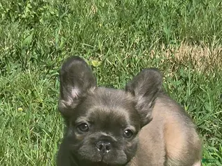 French Bulldog dogs Biggie - Ad 6