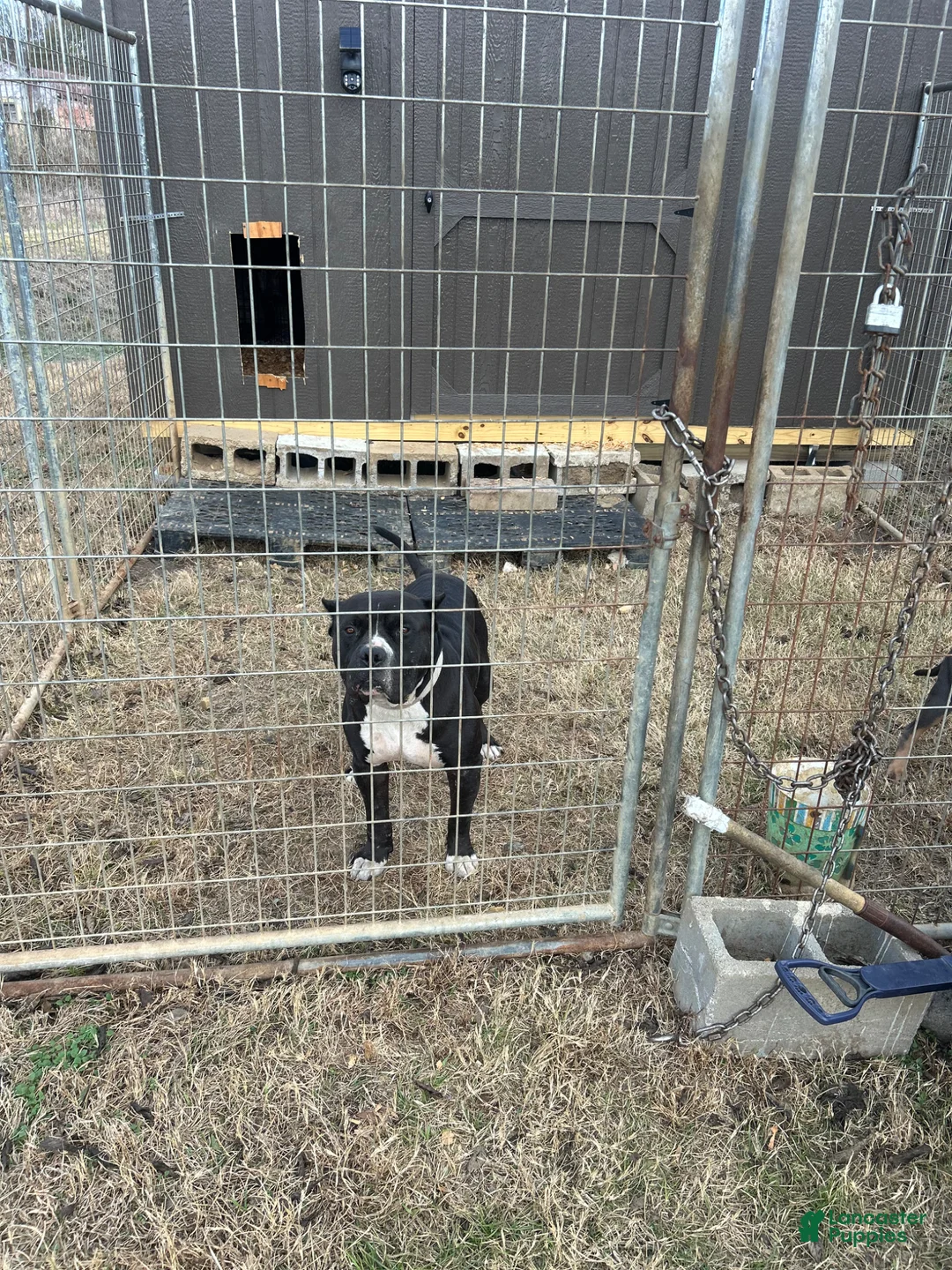 American Bully dogs for sale: American Bully Puppy 2 - Ad 4