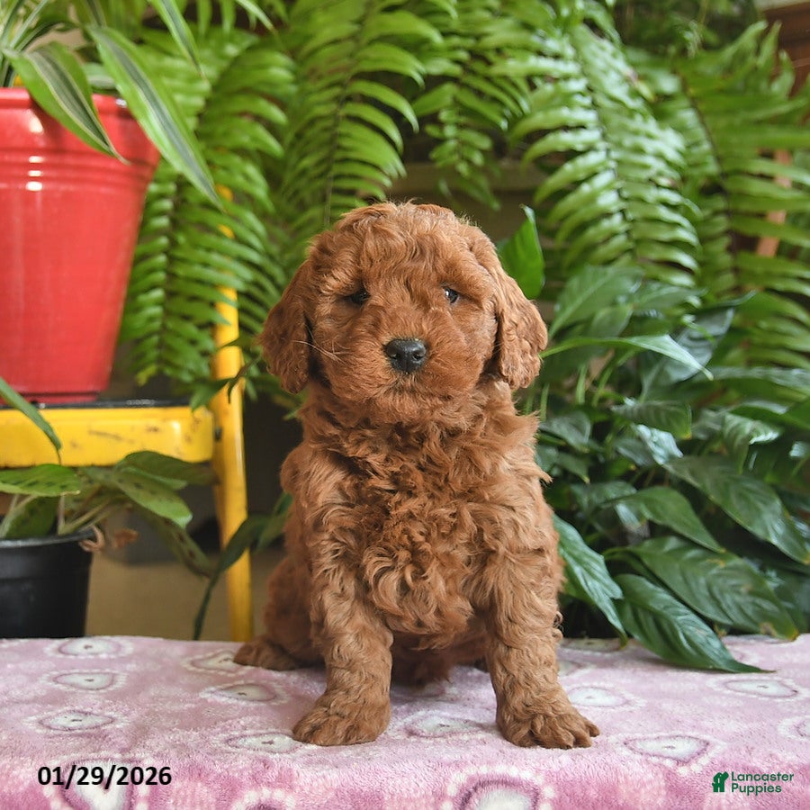 Mini Goldendoodle dogs Frosty  - Ad 16