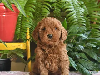 Mini Goldendoodle dogs Frosty - Ad 16