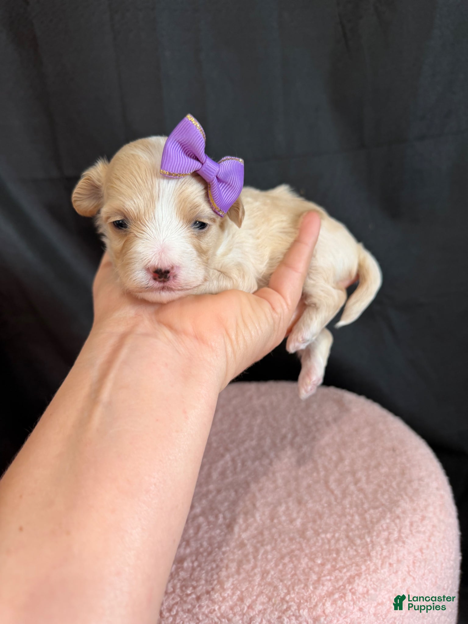Maltipoo dogs Maltipoo Girl! Purple Bow - Ad 12