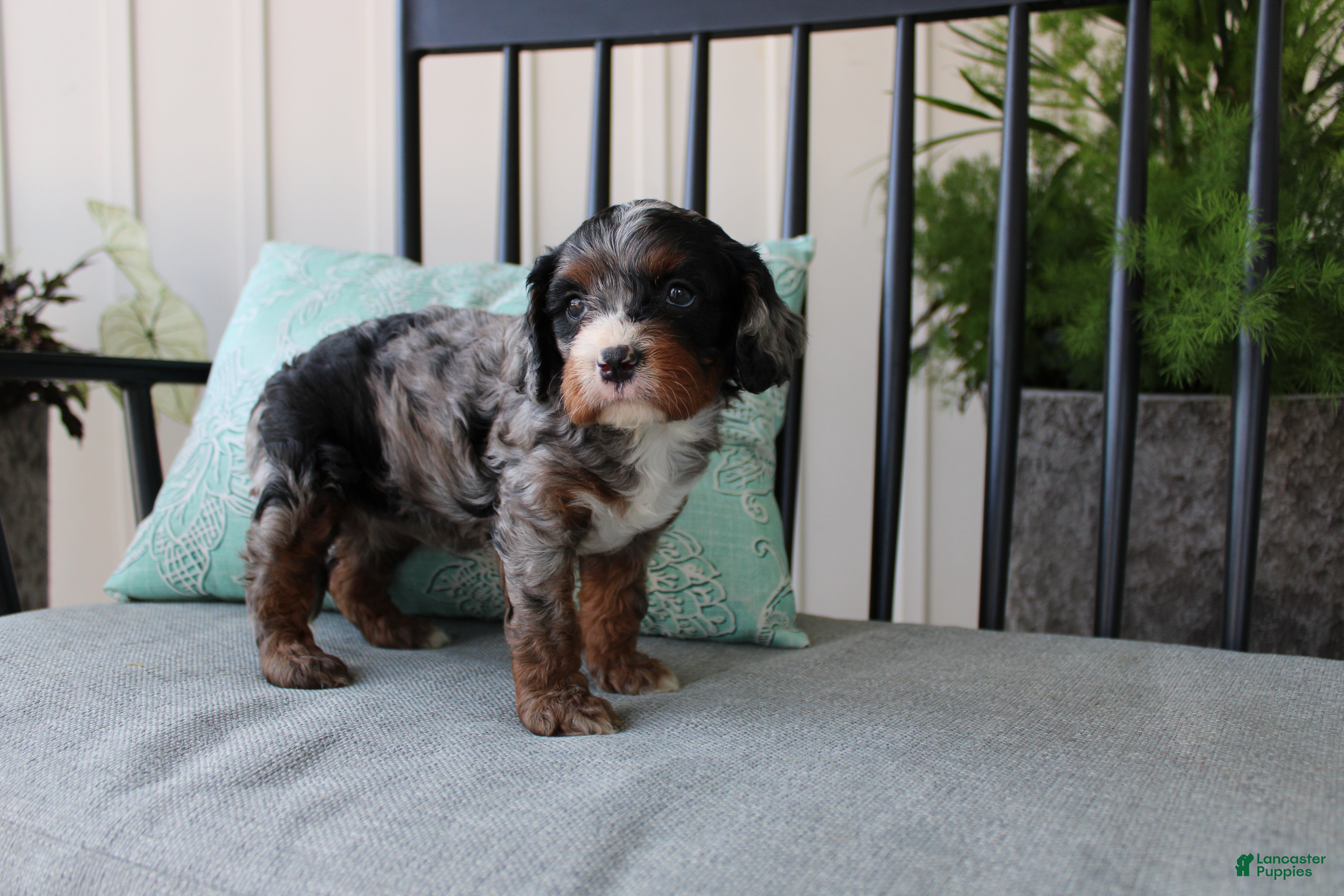 Cavapoo dogs Buttercup - Ad 41