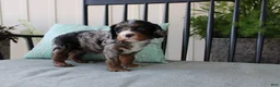 Cavapoo dogs for sale: Buttercup - Ad 1