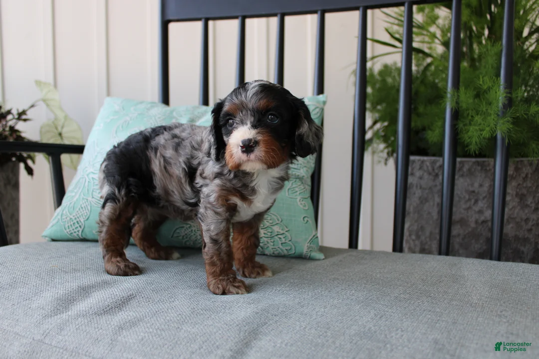 Cavapoo dogs for sale: Buttercup - Ad 1
