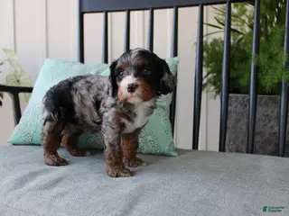 Cavapoo dogs Buttercup - Ad 33