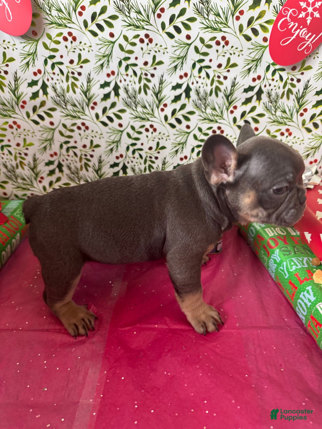 French Bulldog dogs for sale: ROSIE - Ad 5