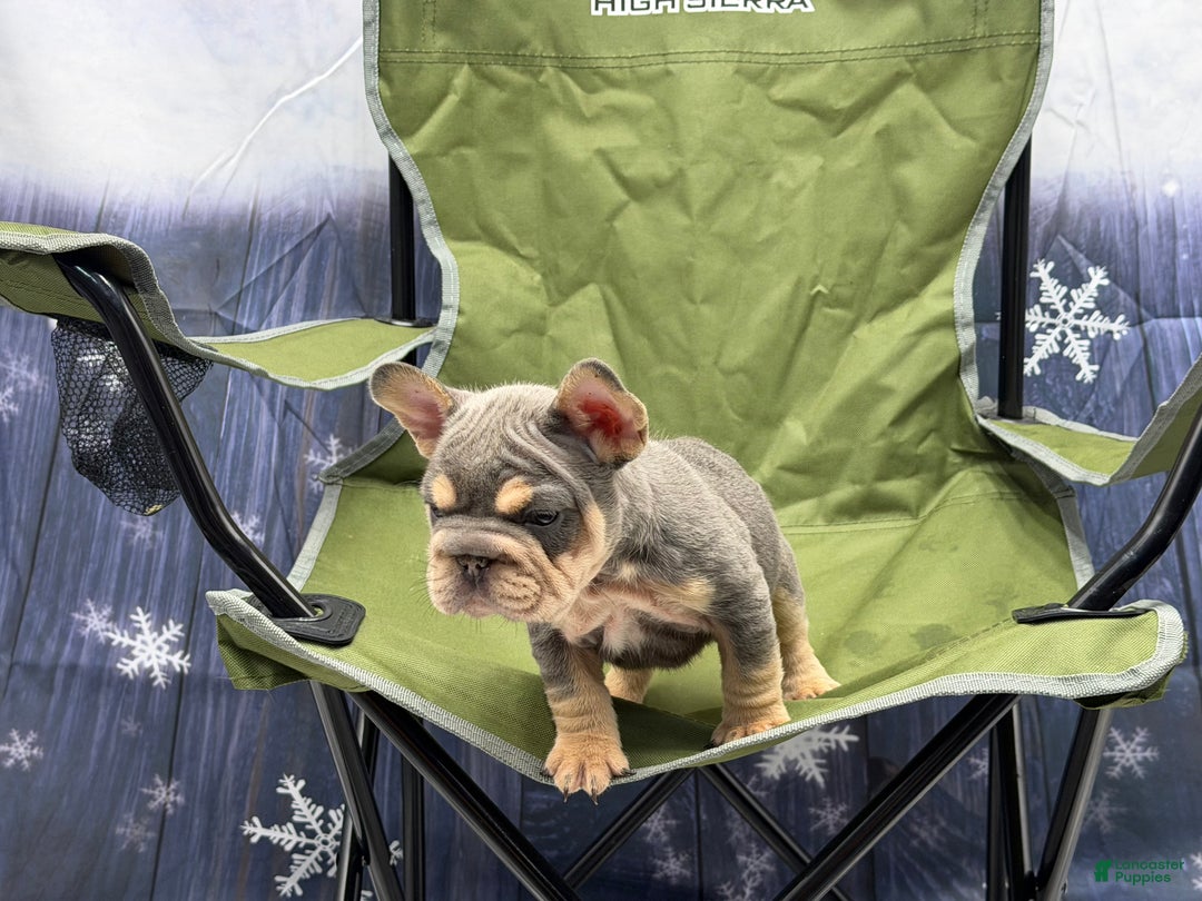 French Bulldog dogs for sale: French Bulldog Puppy 1 - Ad 3