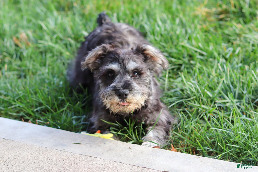 Miniature Schnauzer dogs for sale: Millie - Ad 2