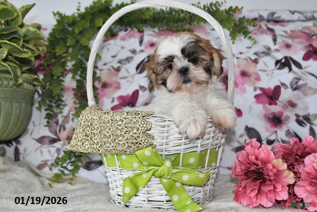 Shih Tzu dogs for sale: Sheila - Ad 4