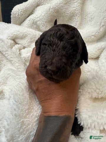 Goldendoodle dogs Dark Brown Girl - Ad 2
