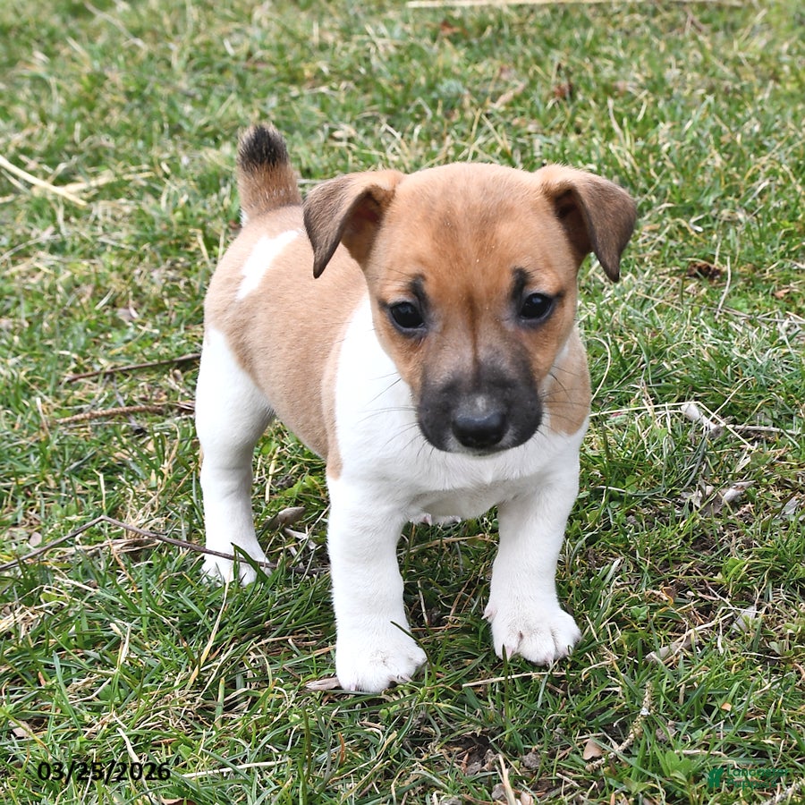 Jack Russell Terrier dogs Oreo - Ad 2