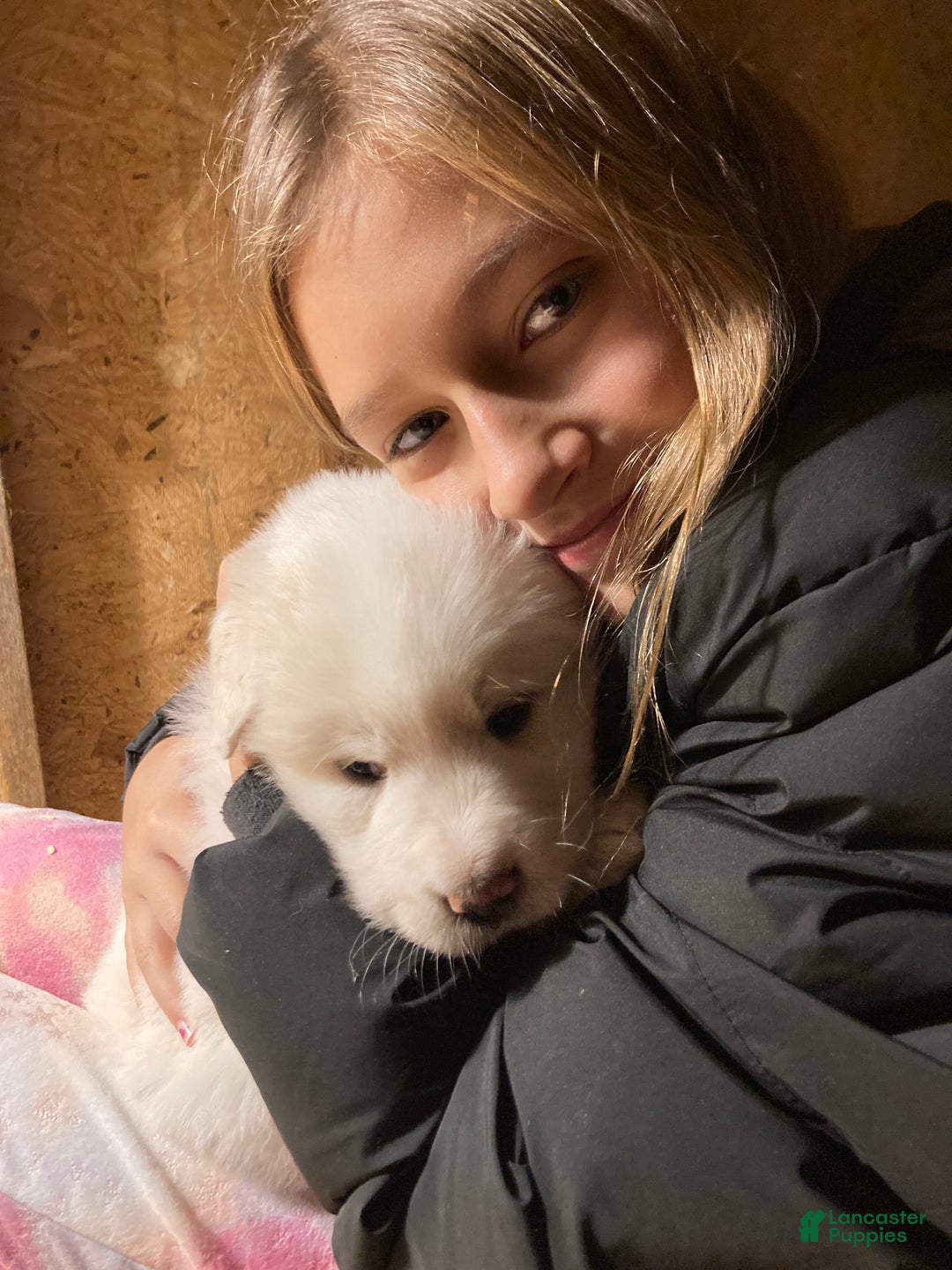 Great Pyrenees dogs for sale: Great Pyrenees Puppy 1 - Ad 5