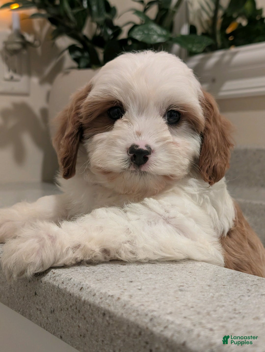 Cavapoo dogs for sale: Jasper  - Ad 1