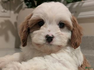 Cavapoo dogs Jasper - Ad 13