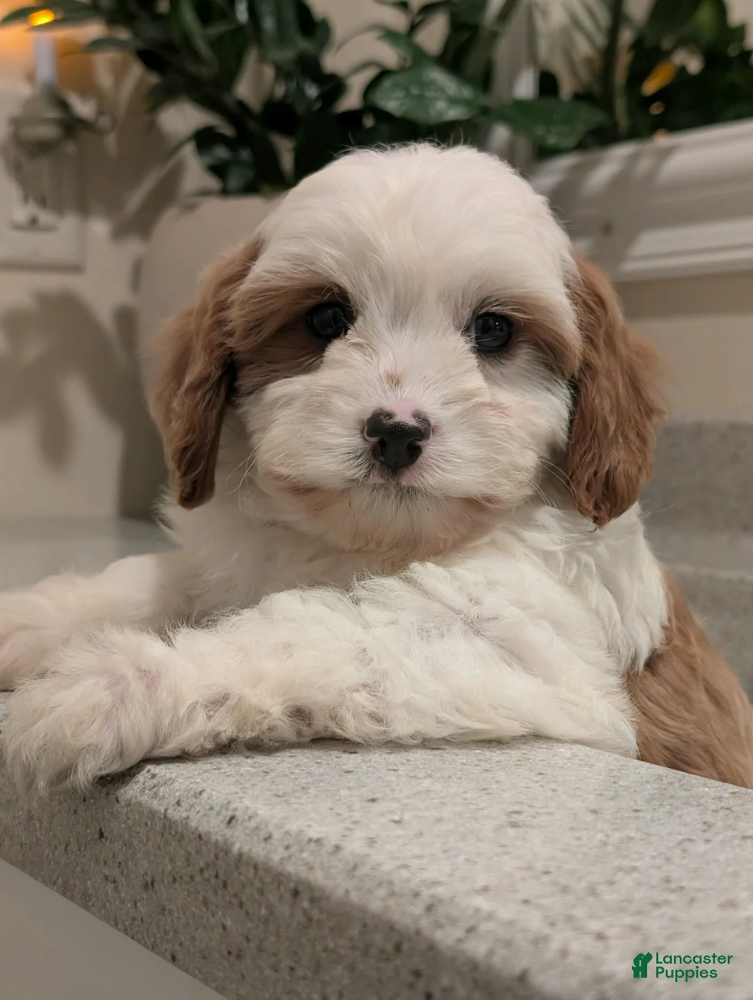 Cavapoo dogs for sale: Jasper  - Ad 1