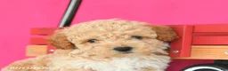 Toy Poodle dogs for sale: Jack  - Ad 5