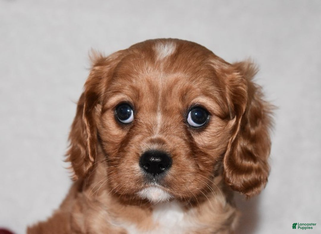 Cavalier King Charles Spaniel dogs for sale: Oscar - Ad 7
