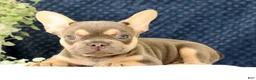 French Bulldog dogs for sale: Baker - Ad 8