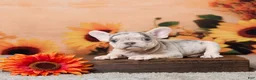 French Bulldog dogs for sale: Rocco - Ad 4