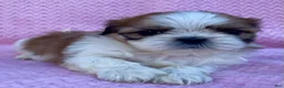 Shih Tzu dogs for sale: Brenda  - Ad 4