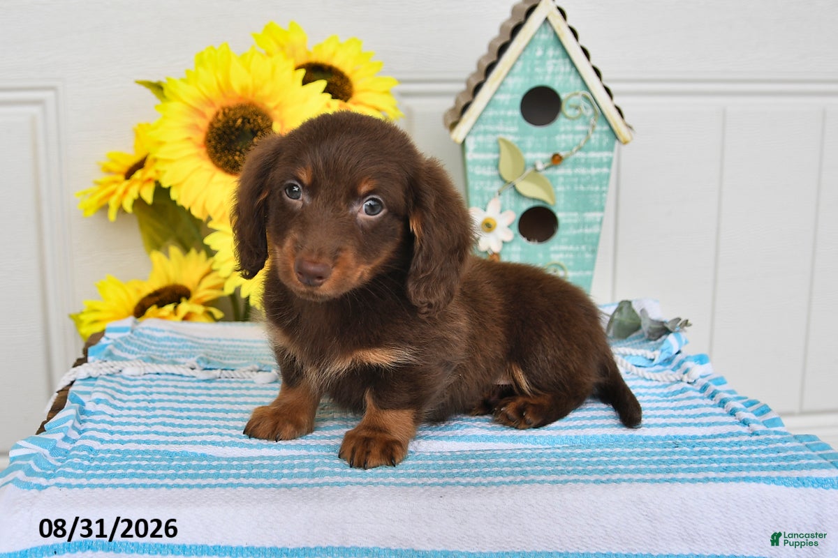 Miniature Dachshund dogs for sale: Dasher - Ad 2