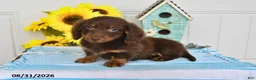 Miniature Dachshund dogs for sale: Dasher - Ad 1