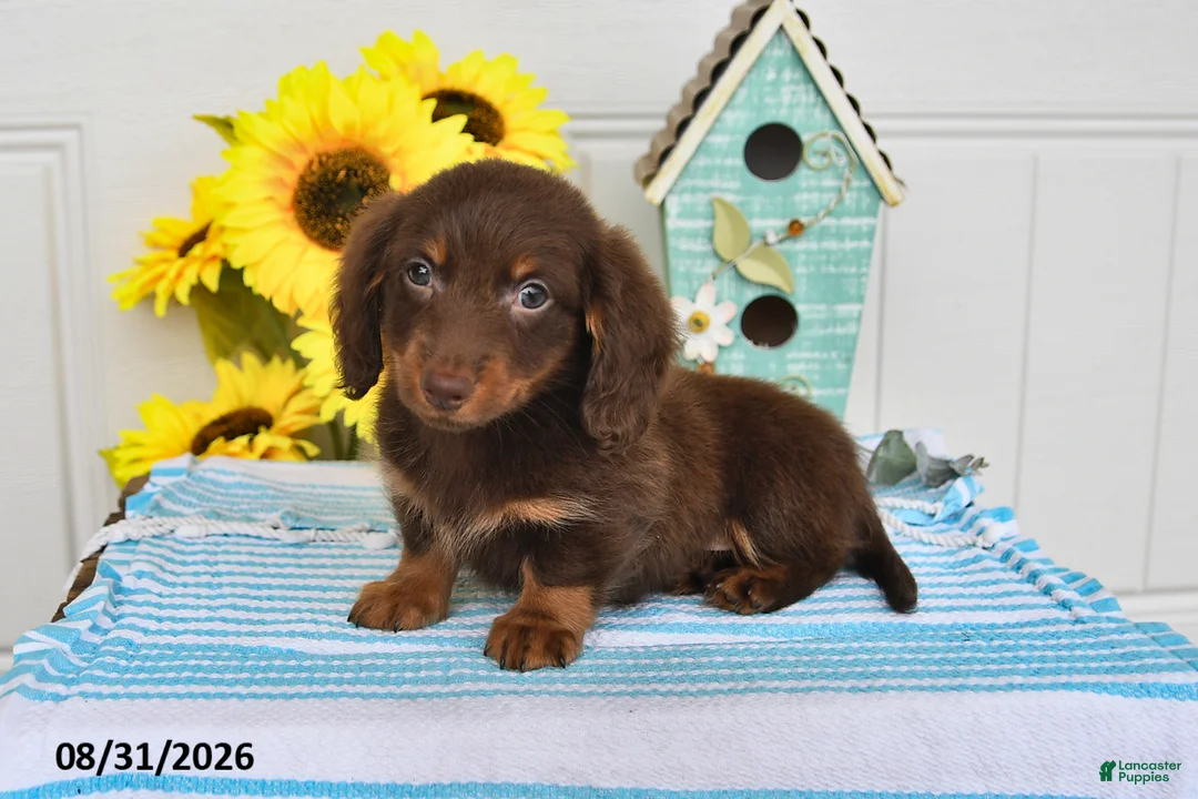 Miniature Dachshund dogs for sale: Dasher - Ad 1