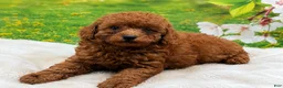 Miniature Poodle dogs for sale: Rusty - Ad 2