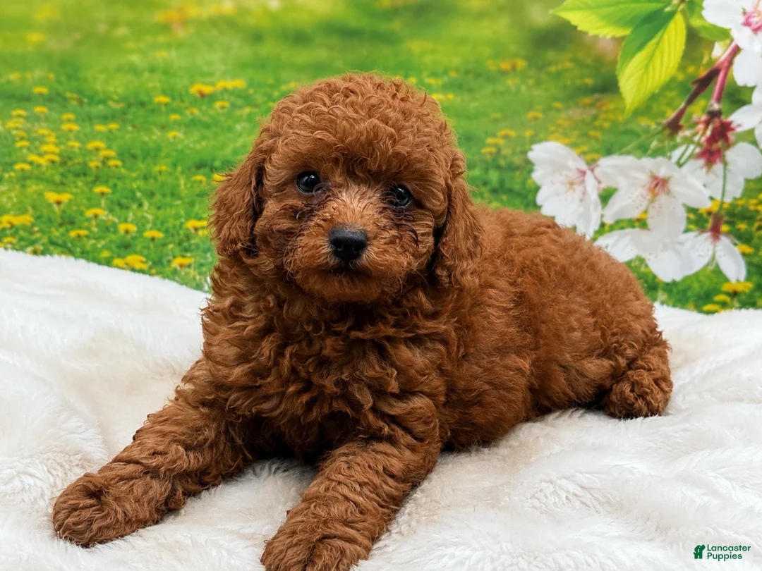 Miniature Poodle dogs for sale: Rusty - Ad 2