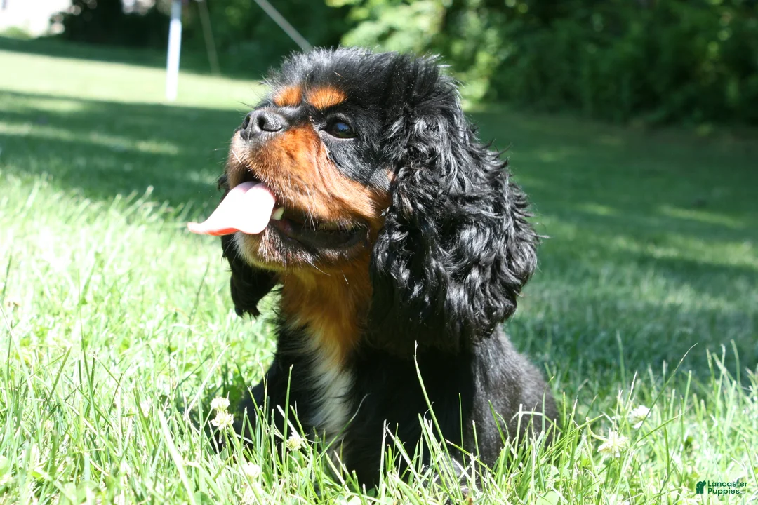Cavalier King Charles Spaniel dogs for sale: Cavalier King Charles Spaniel Puppy 1 - Ad 2