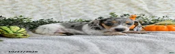 Miniature Dachshund dogs for sale: Jethro - Ad 3