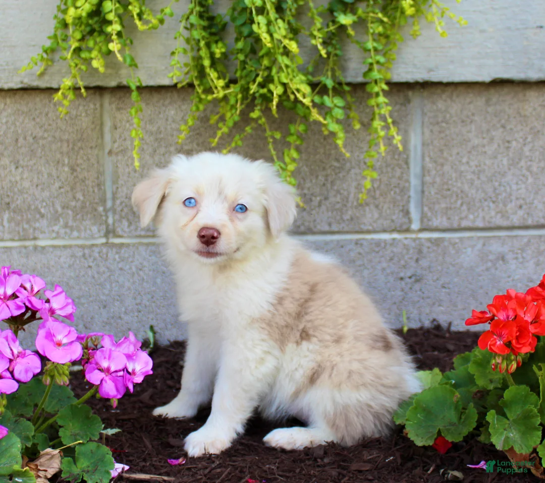 Australian Shepherd dogs for sale: Treva - Ad 6