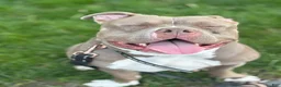 American Bully dogs for sale: American Bully 1 - Ad 3
