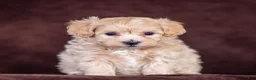 Maltipoo dogs for sale: Skye Maltipoo Puppy  - Ad 2