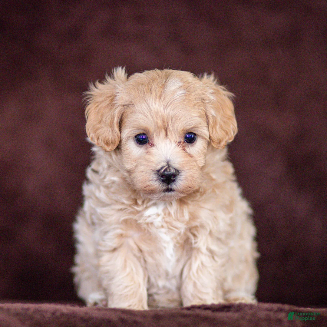 Maltipoo dogs for sale: Skye Maltipoo Puppy  - Ad 2