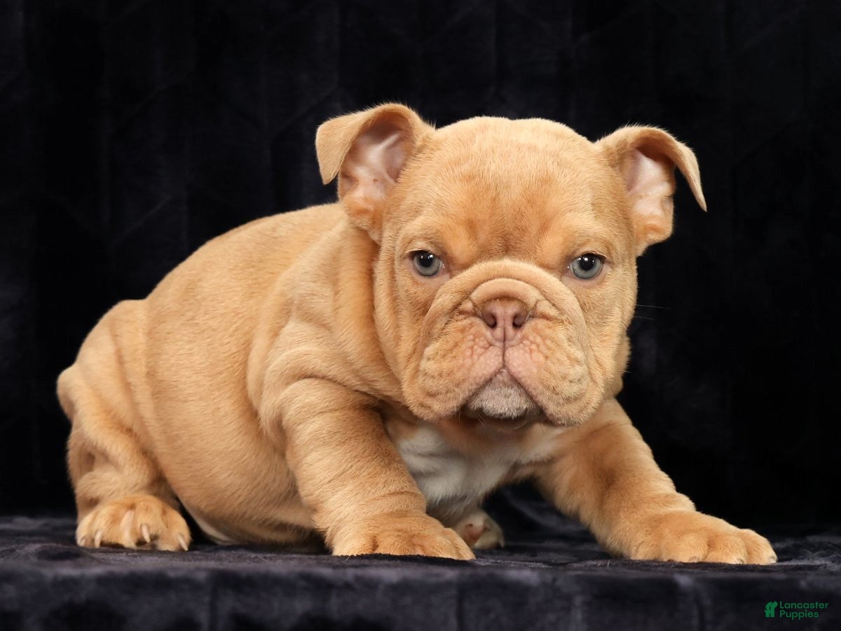 English Bulldog dogs Gus - Ad 2