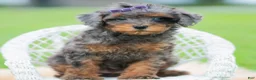 Toy Poodle dogs for sale: Kiki AKC - Ad 2