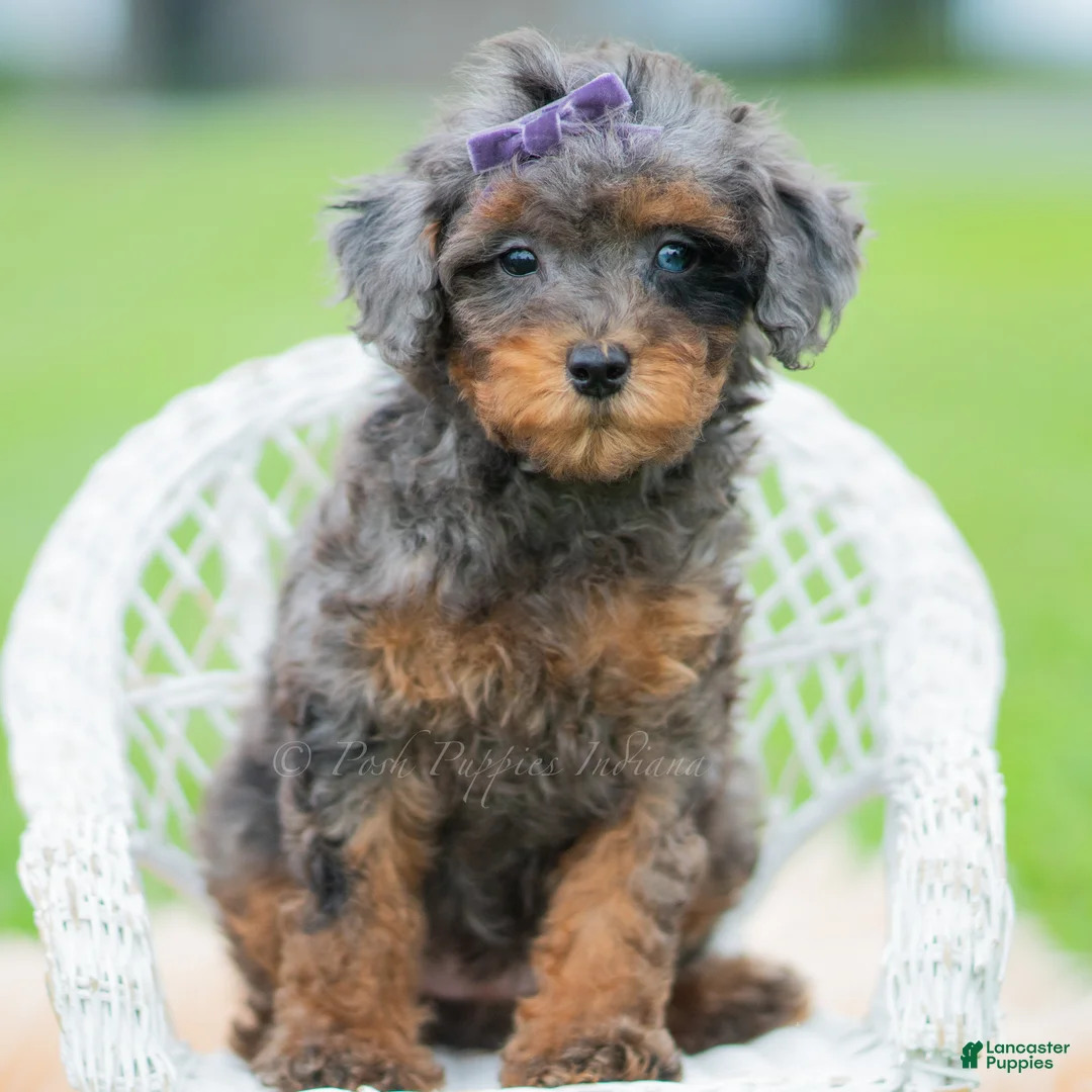 Toy Poodle dogs for sale: Kiki AKC - Ad 2