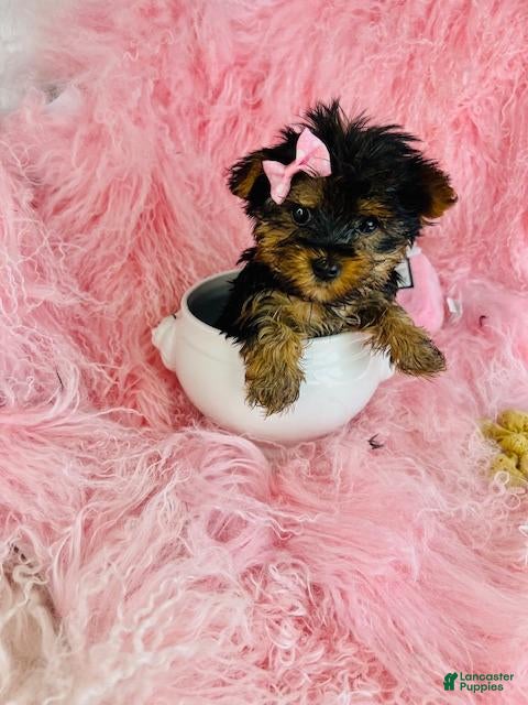 Yorkshire Terrier dogs Yorkshire Terrier 1 - Ad 1