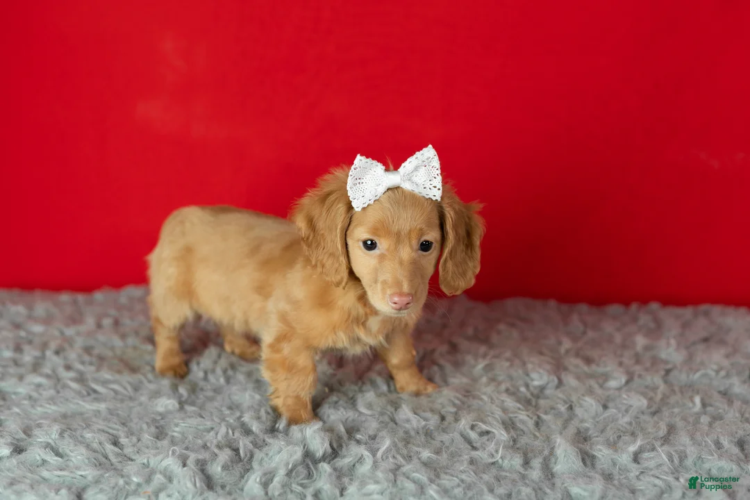 Miniature Dachshund dogs for sale: Olivia  - Ad 5