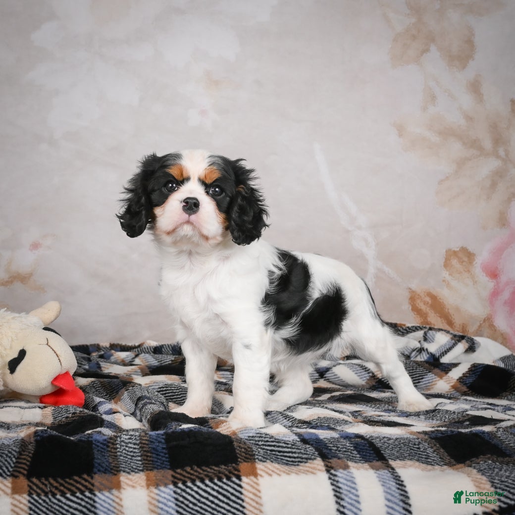 Cavalier King Charles Spaniel dogs Maggie - Ad 6