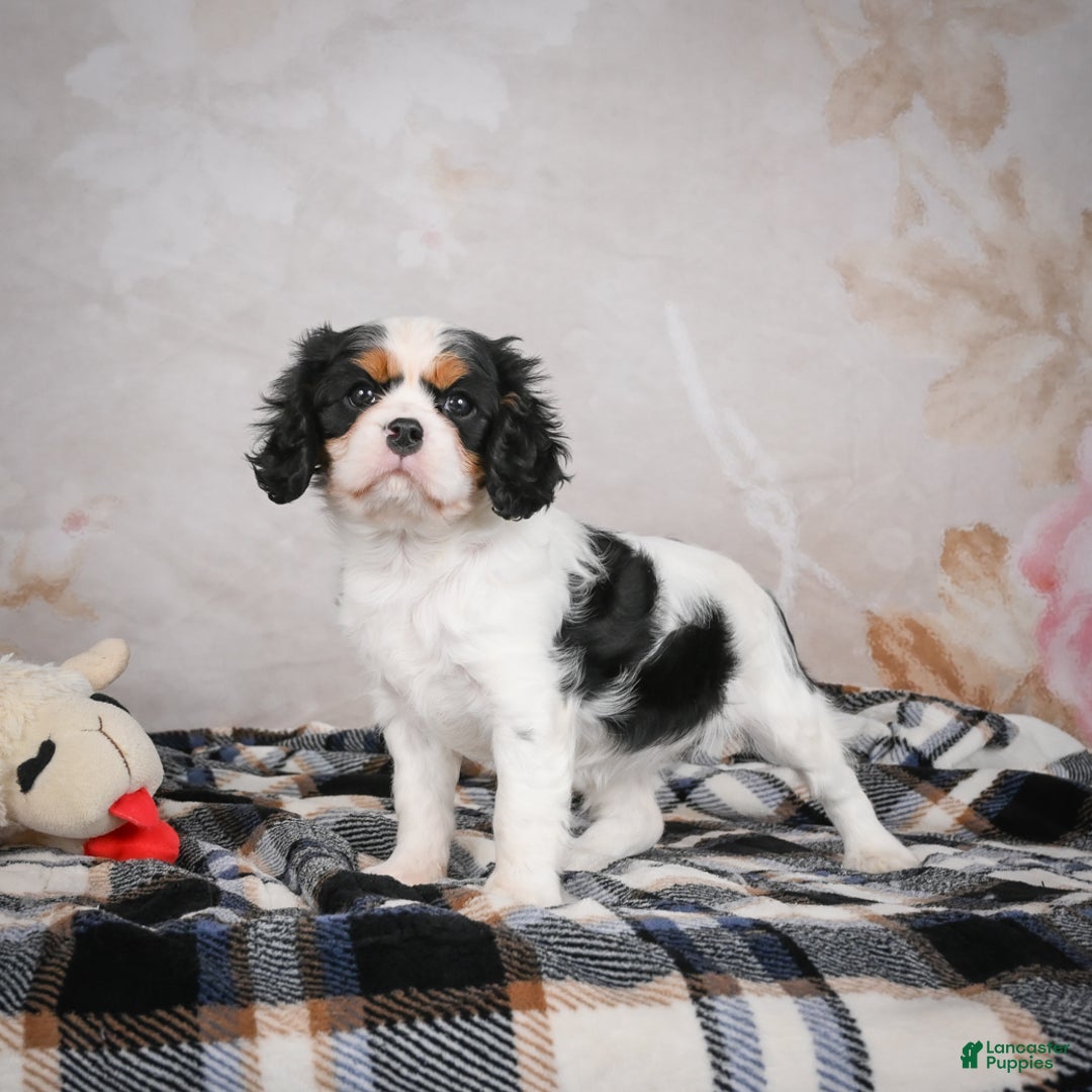 Cavalier King Charles Spaniel dogs for sale: Maggie - Ad 6